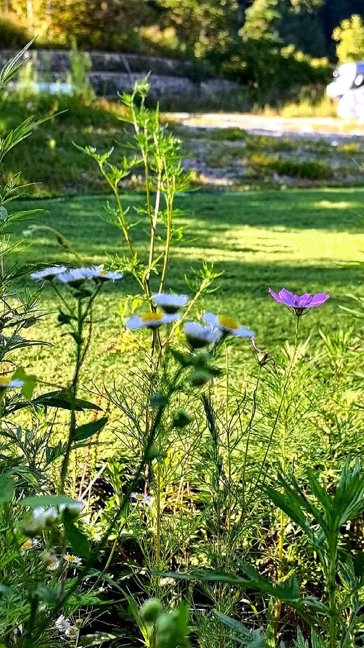 蓝天青山纯净的山泉水，海拔1500米，